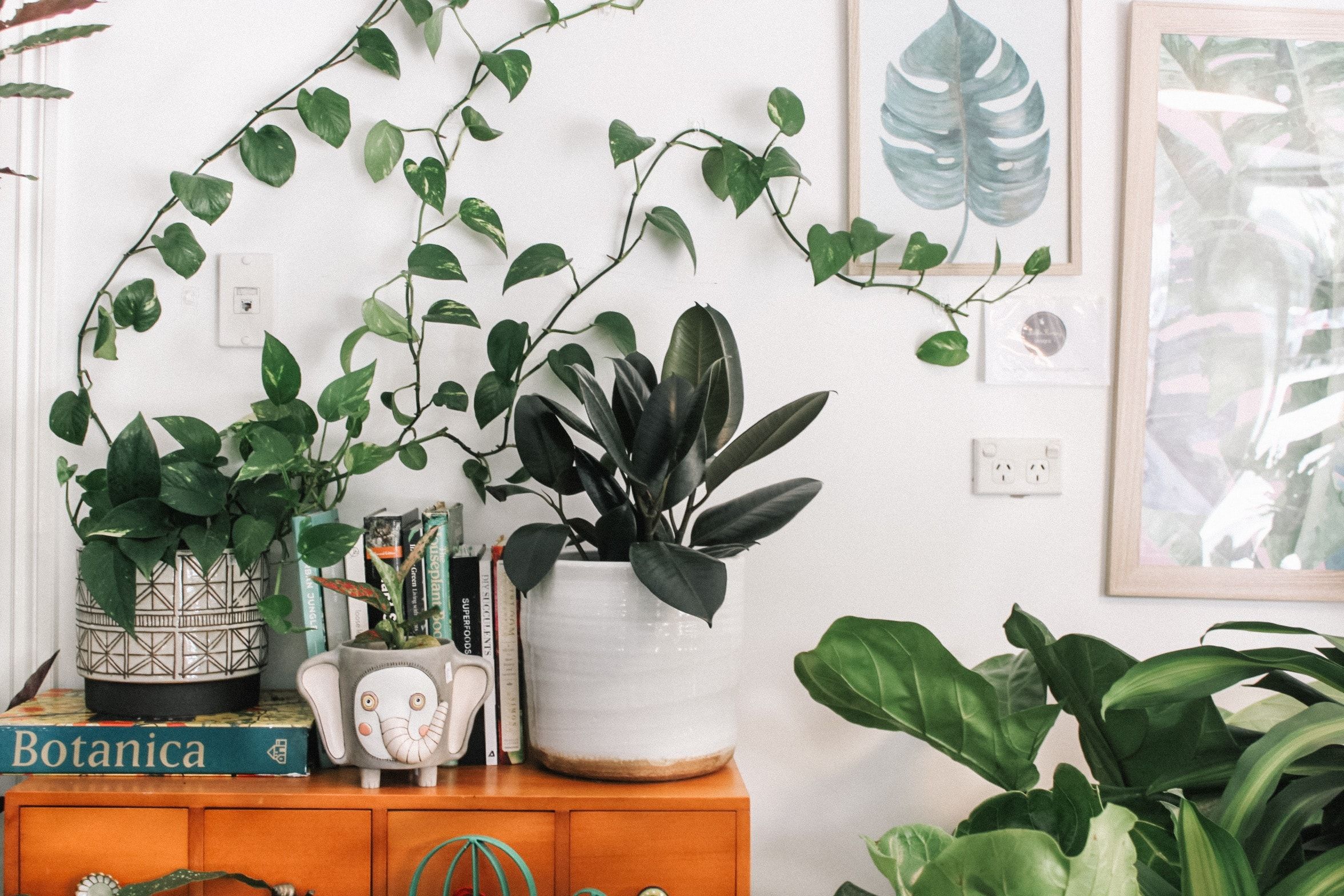 10 Small Space House Plant Display Ideas
