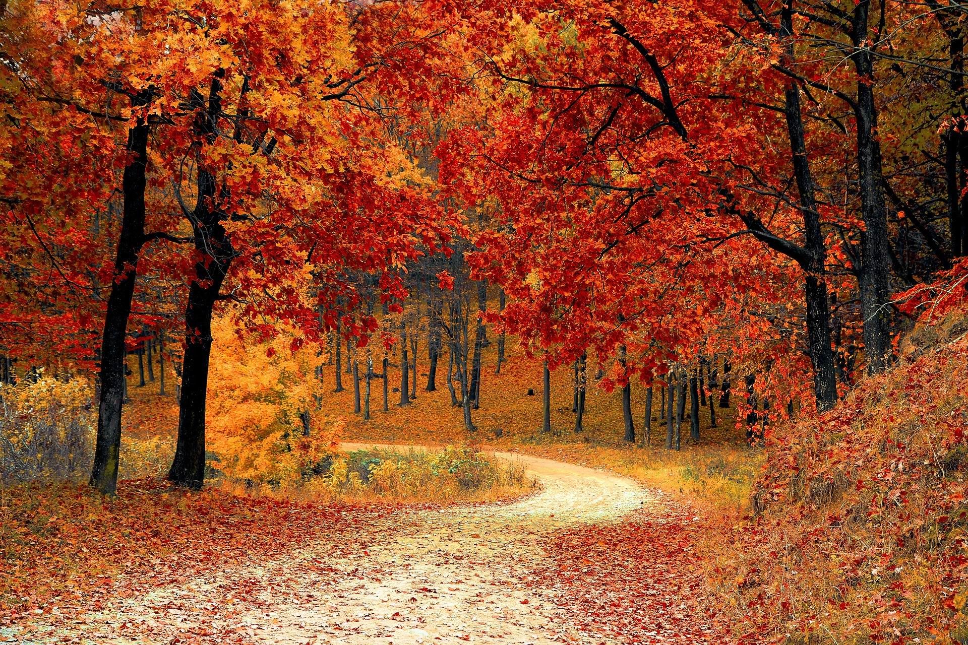 26 Home Maintenance Tips for this Fall in Toronto