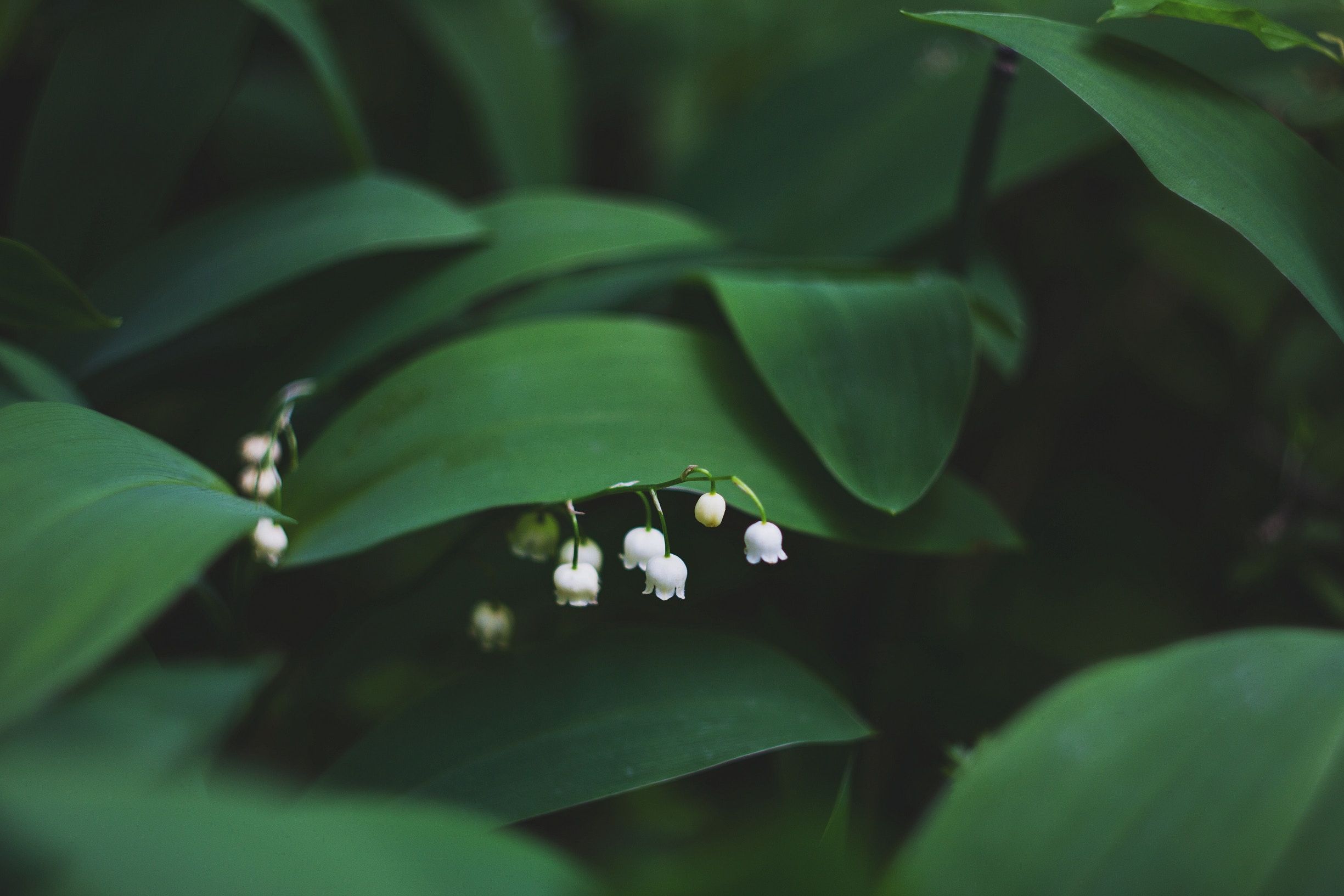 Canadian Real Estate News Headlines (April 6th 2019)