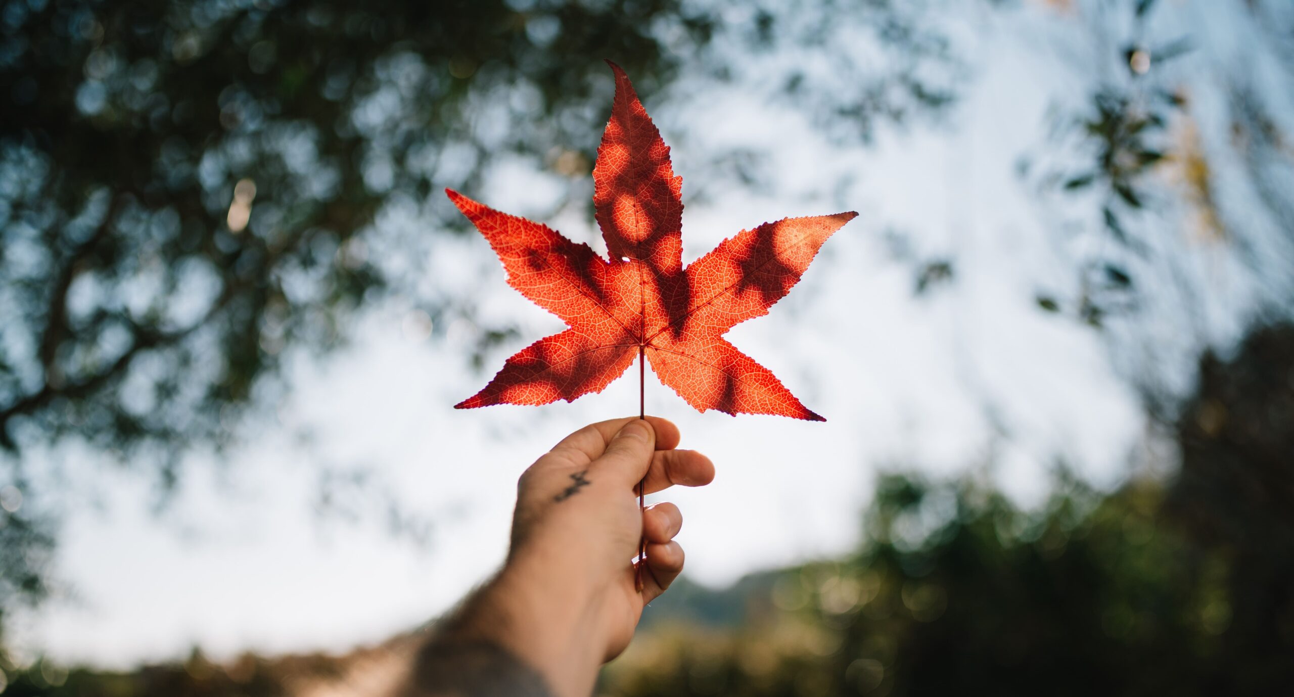 Canadian Real Estate News Headlines (May 23rd 2019)