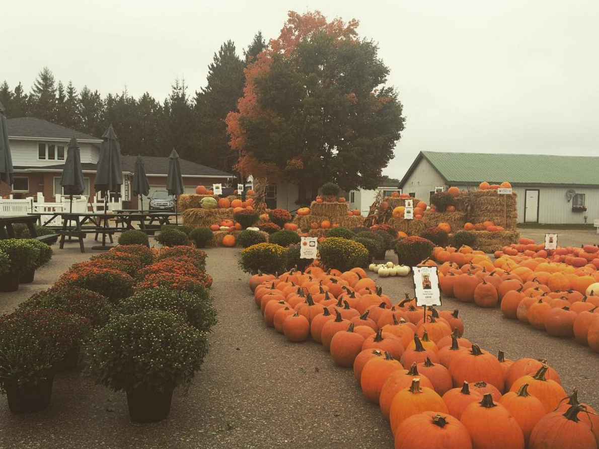 It's Fall in Davisville Village